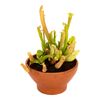 Rośliny owadożerne w misie MIX 25 cm