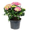 Hortensja ogrodowa MIX 40 - 45 cm