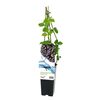 Jeżyna bezkolcowa Merton Thornless 45 cm BERRY&MORE™