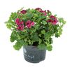 Pelargonia pachnąca MIX 25 - 30 cm