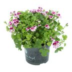 Roślina kępiasta MIX Pelargonia 20 - 25 cm
