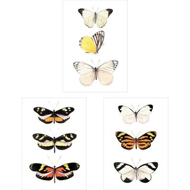 Zestaw 3 plakatów Motyle 21 x 30 cm
