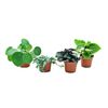 Pilea MIX 10 cm