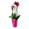 Storczyk Falenopsis 4 pędy MIX 80 cm