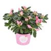 Azalia MIX 20 cm