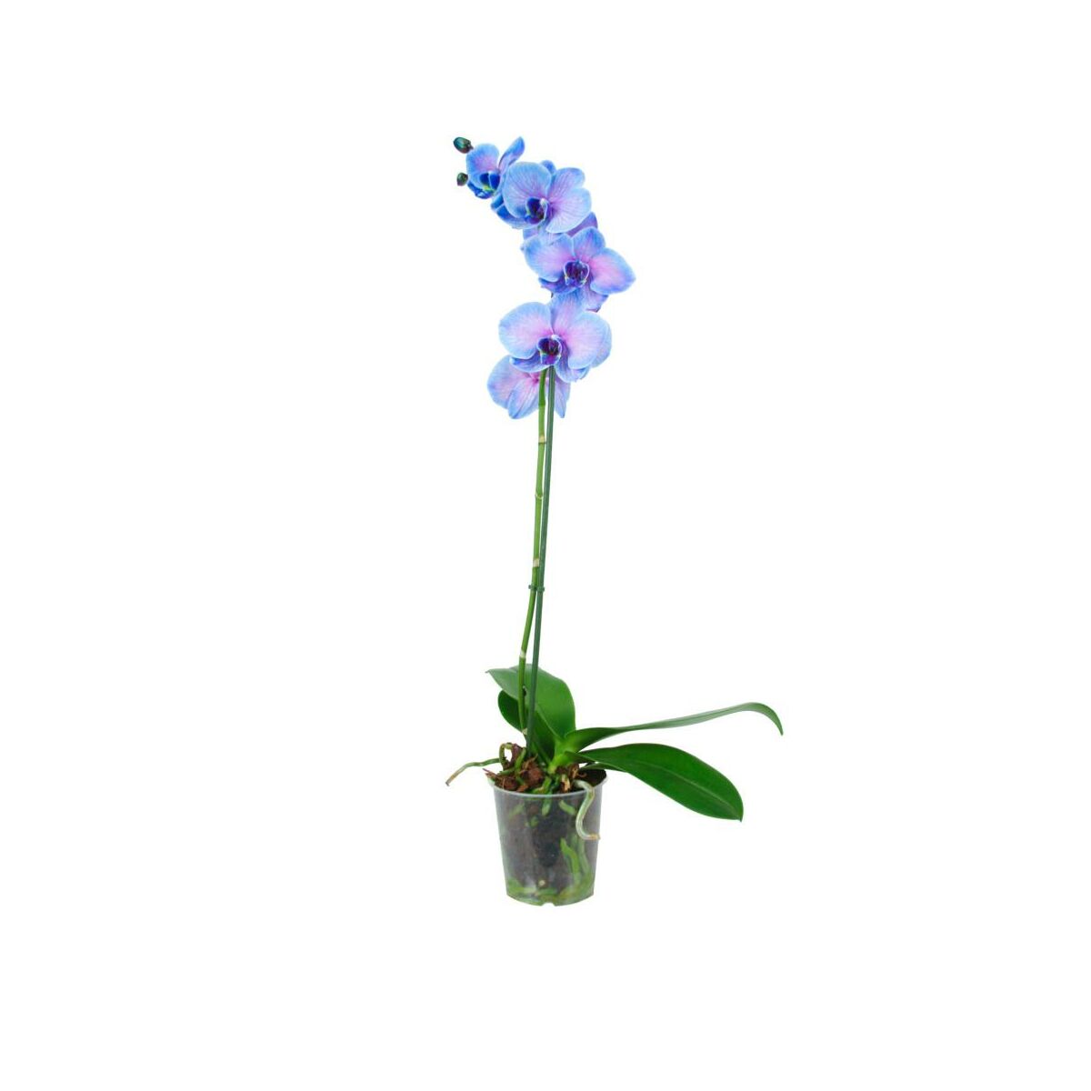 Storczyk Niebieski Falenopsis 1 Ped 60 70 Cm Rosliny Kwitnace W Atrakcyjnej Cenie W Sklepach Leroy Merlin