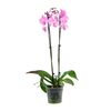 Storczyk Falenopsis Grandiflora 2 pędy MIX 80 - 100 cm