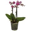 Storczyk Falenopsis Multiflora 4 pędy MIX 40 - 50 cm