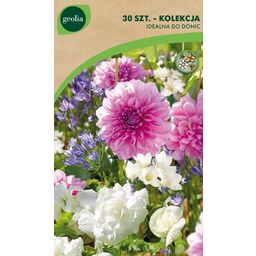 Frezja Hiacynt Begonia mix 30szt. cebulki kwiatów Geolia