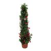 Dipladenia MIX 105 cm