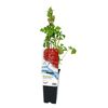 Malina Dorman Red 45 cm BERRY&MORE™