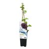 Malina Black Jewel 45 cm BERRY&MORE™