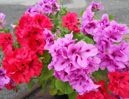 Pelargonie – kwiaty idealne na balkon