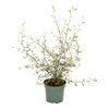 Corokia 35 cm 'Maori Green'