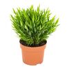 Bambus pokojowy 'Monica' 25 cm