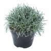 Ficinia 25 cm