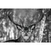 Plakat WINTER DEER 91.5 x 60 cm