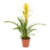 Guzmania Mirador 70 cm